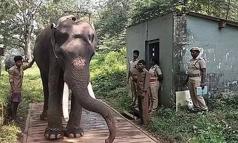 தெப்பக்காடு வளர்ப்பு யானைகள் முகாமில் உள்ள யானைகளுக்கு உடல் எடை சரிபார்க்கப்பட்ட காட்சி.