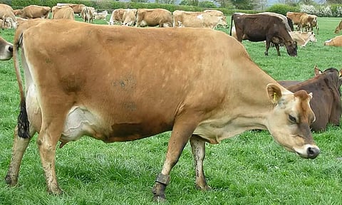 ஐஸ்அவுஸ் பகுதியில் ஒரே நாளில் 30 மாடுகள் பிடிபட்டன- உரிமையாளர்கள் மீது போலீஸ் வழக்கு