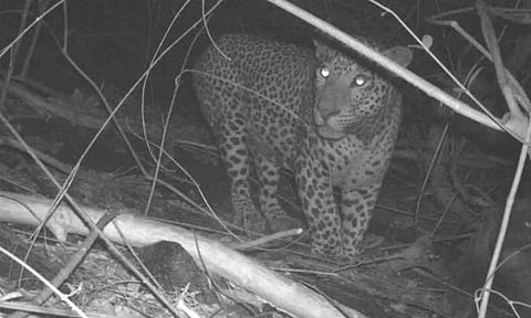 மர்மவிலங்கு நடமாட்டம்: சமூக வலைதளங்களில் பரவிவரும் சிறுத்தை புகைப்படங்களால் மக்கள் அச்சம்