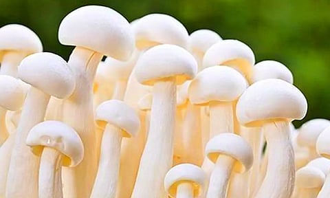 கோப்புபடம் 