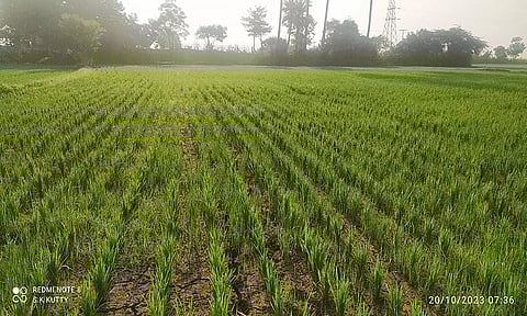 நடவு செய்யப்பட்ட நிலம் நீரின்றி காய்ந்துள்ளதை படத்தில் காணலாம்.