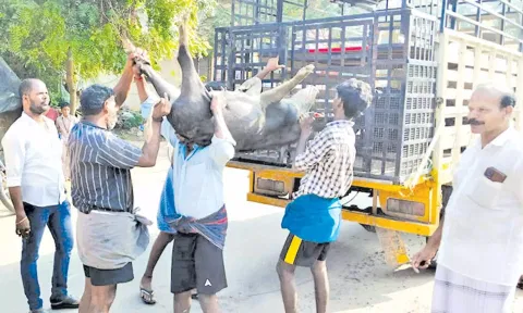 பன்றிகள் பிடித்து அப்புறப்படுத்தப்பட்டது.