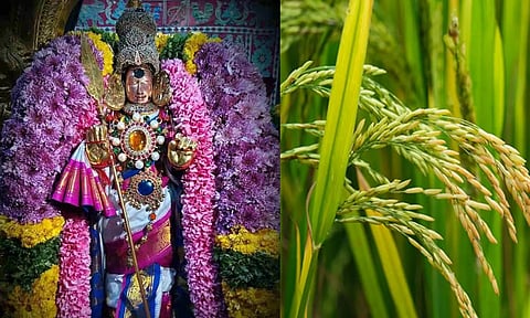 தைப்பூசத்தில் புதுநெல்லு!