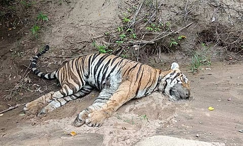 மர்மமான முறையில் இறந்து கிடந்த புலியை படத்தில் காணலாம்.