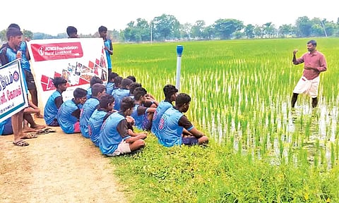 மாணவர்களுக்கு நெல் சாகுபடி குறித்து நேரடி களப்பயிற்சி அளிக்கப்பட்டது.