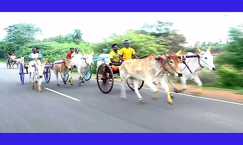 தேவர் ஜெயந்தியை முன்னிட்டு மாட்டுவண்டி பந்தயம்