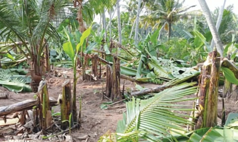 இரணியல் அருகே 100-க்கும் மேற்பட்ட வாழை மரங்கள் வெட்டி சாய்ப்பு