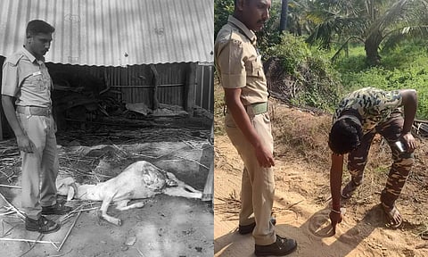 சிறுத்தை கடித்து இறந்து கிடக்கும் ஆட்டை காணலாம் - கால் தடயங்களை வனத்துறையினர் சேகரித்த காட்சி