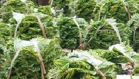 உற்பத்தி அதிகரிப்பால் வெற்றிலை விலை வீழ்ச்சி