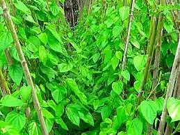 வெற்றிலை விலை வீழ்ச்சி