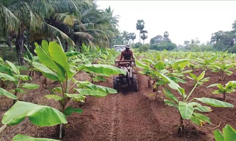எந்திரம் மூலம் களை மேலாண்மை பணி நடைபெற்ற காட்சி. 