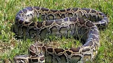 ஏரியில் உலாவி கொண்டிருந்த 10 அடி நீள மலைப்பாம்பை பிடித்த தீயணைப்பு வீரர்கள்: சங்கராபுரம் காட்டில் விட்டனர்