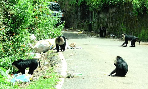 வால்பாறையில் குடியிருப்பு பகுதியில் சுற்றி திரியும் சிங்கவால் குரங்குகள்