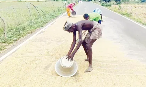 ஈரமான நெல்லை சாலையில் காய வைக்கும் பணியில் விவசாயிகள் ஈடுபட்டுள்ளனர்.