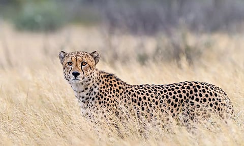 அரச்சலூரில் நடமாடிய சிறுத்தை பெருந்துறை பகுதிக்கு இடம் பெயர்ந்ததா?- வனத்துறையினர் விளக்கம்