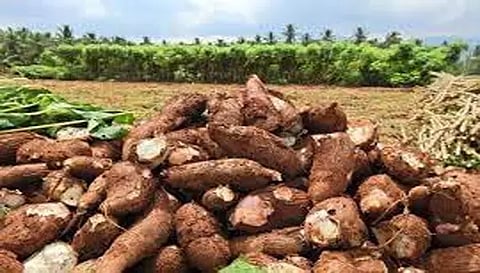 பரமத்திவேலூர் வட்டாரத்தில் மரவள்ளி கிழங்கின் விலை டன் ஒன்றுக்கு ரூ. 1000-க்கு சரிவு