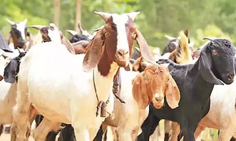 கோப்புபடம். 