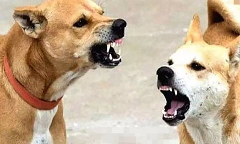 பட்டாபிராமில் 82 வயது மூதாட்டியை கடித்து குதறிய தெருநாய்