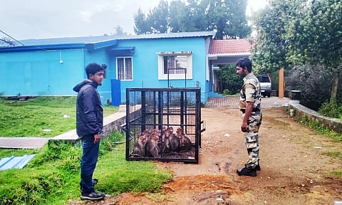 குடியிருப்பு பகுதியில் அட்டகாசம் செய்த குரங்குகள் கூண்டு வைத்து பிடிக்கப்பட்டன.