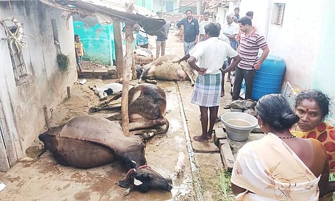 இறந்து கிடந்த மாடுகள்