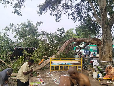 திருச்சி அம்மாமண்டபத்தில்பழமையான அரச மரம் முறிந்து விழுந்தது