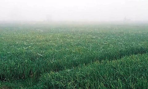 வயலில் பனி படர்ந்துள்ள காட்சி.