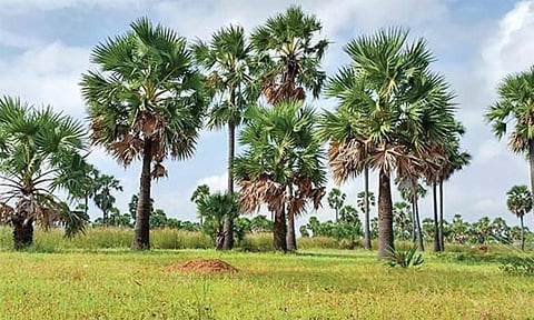 பயன்மிகு பனை மரங்கள்