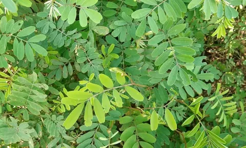 எலும்பொட்டி இலையின் அற்புத மருத்துவ பலன்கள்