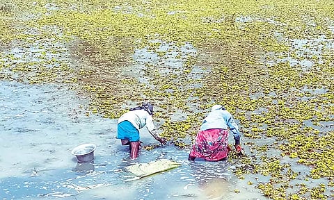 ஆகாய தாமரை செடிகளை அகற்றும் பணியில் பெண் தொழிலாளர்கள்.