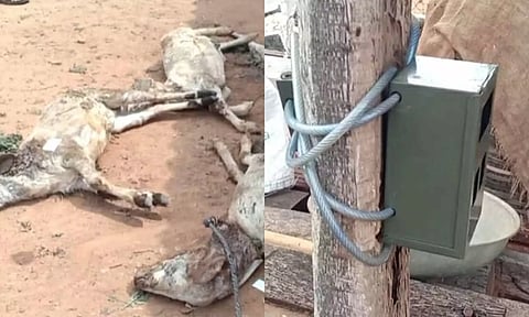 சிறுத்தை கடித்து இறந்த ஆடுகளையும், சிறுத்தை நடமாட்டத்தை கண்காணிக்க சி.சி.டி.வி. கேமிரா பொருத்தப்பட்டுள்ளதையும் படத்தில்
காணலாம்.