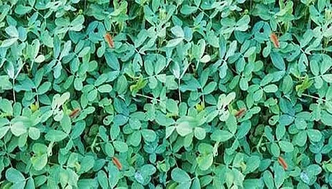 கபிலர்மலை வட்டாரத்தில் நிலக்கடலையில் சிவப்பு கம்பளிப்புழு தாக்குதல்