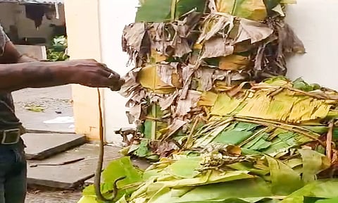 வாழை இலைக் கட்டிற்குள் இருந்த பாம்பினை வன ஆர்வலர் பிடிப்பதை படத்தில் காணலாம்.