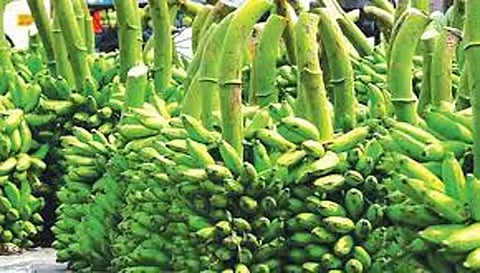 பரமத்தி வேலூர் பகுதிகளில் வாழைத்தார் விலை வீழ்ச்சி