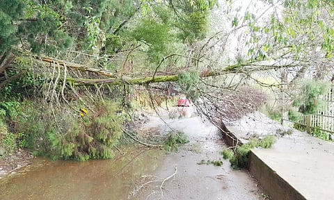கொடைக்கானல் ஏரிச்சாலையில் முறிந்து விழுந்த மரம்.