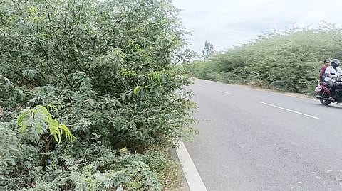 போக்குவரத்துக்கு இடையூராக வளர்ந்துள்ள கருவேல மரங்கள்.