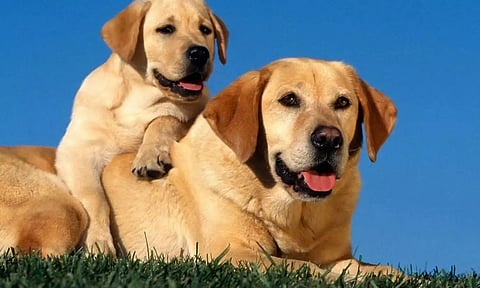 பட்டாசு சத்தத்தில் இருந்து செல்லப்பிராணிகளை பாதுகாக்கும் முறைகள்