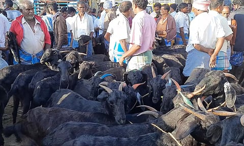 தீபாவளி பண்டிகையையொட்டி காரிமங்கலம் வாரச்சந்தையில் ஆடு, கோழி விற்பனை படுஜோர்