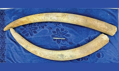 பறிமுதல் செய்யப்பட்ட யானை தந்தங்கள்.