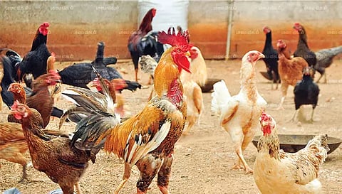 தீபாவளி பண்டிகையை முன்னிட்டு நாட்டுக்கோழி விலை உயர்வு