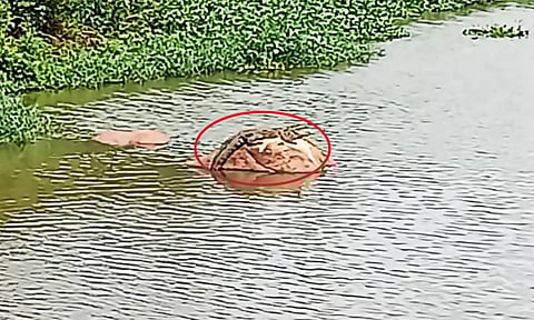 அமராவதி ஆற்றின் நடுவே பாறை மீது ஒய்யாரமாக அமர்ந்திருந்த முதலையை காணலாம்.