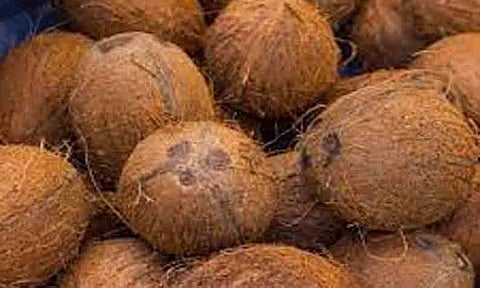 வெப்பிலி விற்பனைக் கூடத்தில் ரூ.50 ஆயிரத்துக்கு தேங்காய் ஏலம்