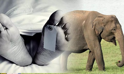 யானை மிதித்து பெண் பலி: கிராம மக்கள் 5 மணி நேரம் சாலை மறியல்