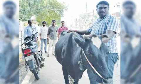 சாலையில் சுற்றி திரிந்த மாடுகளை பிடிக்கும் பணி நடந்தது.
