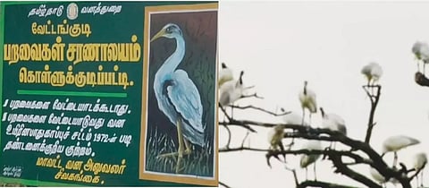 வேட்டங்குடி சரணாலயத்தில் முகாமிட்டுள்ள பறவைகள்