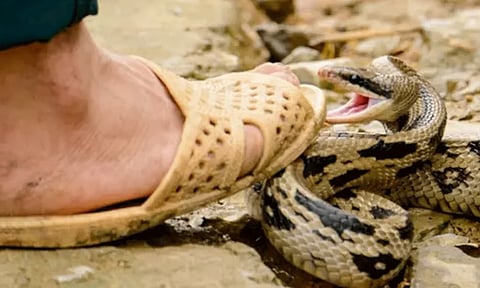 பாம்பு கடித்து தொழிலாளி சாவு