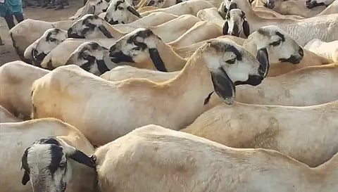 கொளத்தூர் சந்தையில் ரூ.1 கோடிக்கு ஆடுகள் விற்பனை