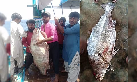 வலையில் சிக்கிய அரிய வகை மீன்.. ஒரே இரவில் கோட்டீஸ்வரரான பாகிஸ்தான் மீன் வியாபாரி