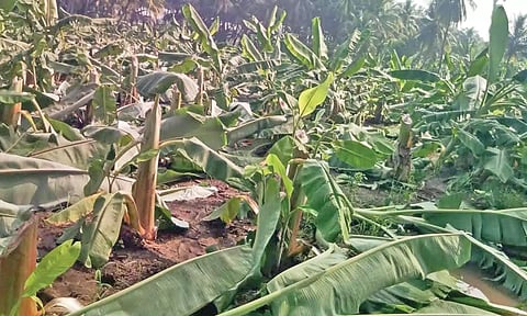 4 ஆயிரம் வாழை மரங்கள் வெட்டி சாய்ப்பு