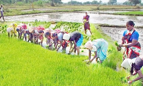 சம்பா நடவு பணியில் விவசாயிகள் மும்முரம்
