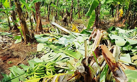 கூடலூர் அருகே யானைகளால் சேதப்படுத்தப்பட்ட வாழைகள்.